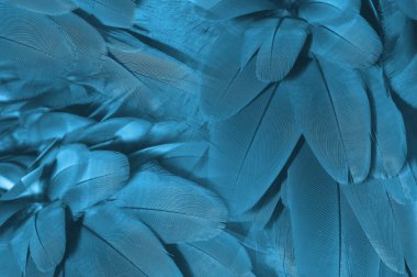Closeup macaw feathers (Blue and gold macaw)