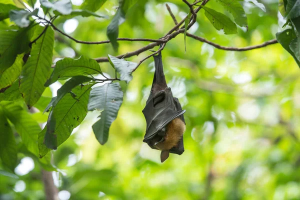 Bats Sleeping Turning Them Upside — Φωτογραφία Αρχείου