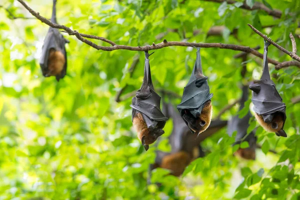Bats are sleeping by turning them upside down.