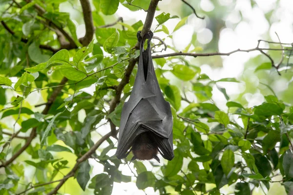 Bats Sleeping Turning Them Upside — Φωτογραφία Αρχείου