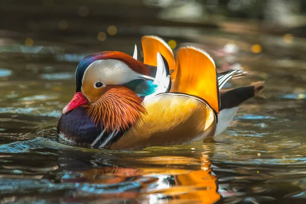 A male mandarin duck is swimming with beautiful light.
