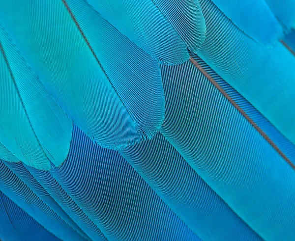 Closeup Macaw Feathers Blue Gold Macaw — Zdjęcie stockowe