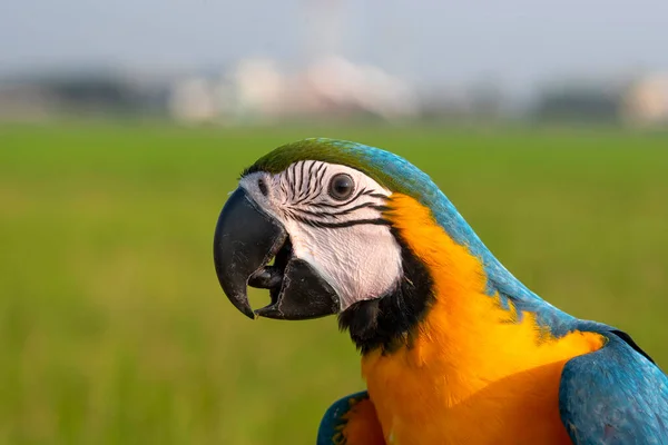 A close up view of the beautiful macaw head
