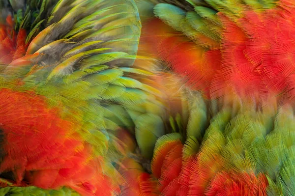 Closeup Macaw Feathers Red Green Macaw — Zdjęcie stockowe