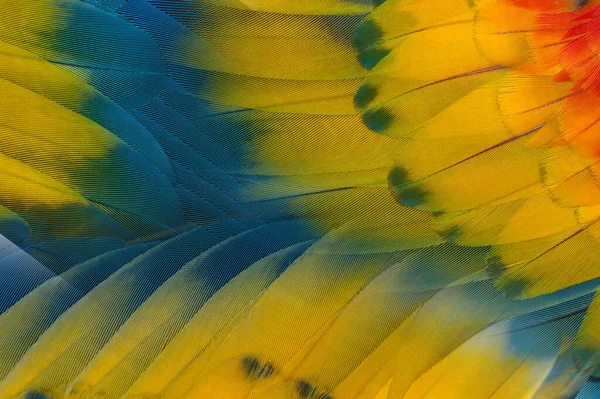 Closeup Macaw Feathers Blue Gold Macaw — Zdjęcie stockowe