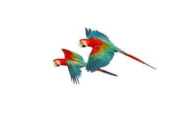 Red and green macaw flying isolated on white background clipart