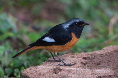 Yakın plan Daurian Redstart, Siyah ve Turuncu Kuş