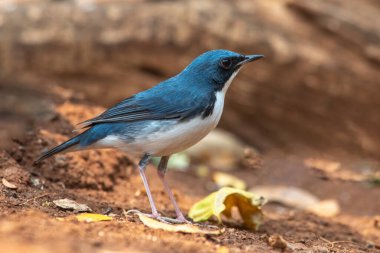 Yakın plan Sibirya Mavi Robin, Mavi ve Beyaz Kuş