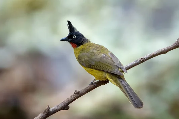 Close Bulbul Met Zwarte Kuif Een Tak — Stockfoto