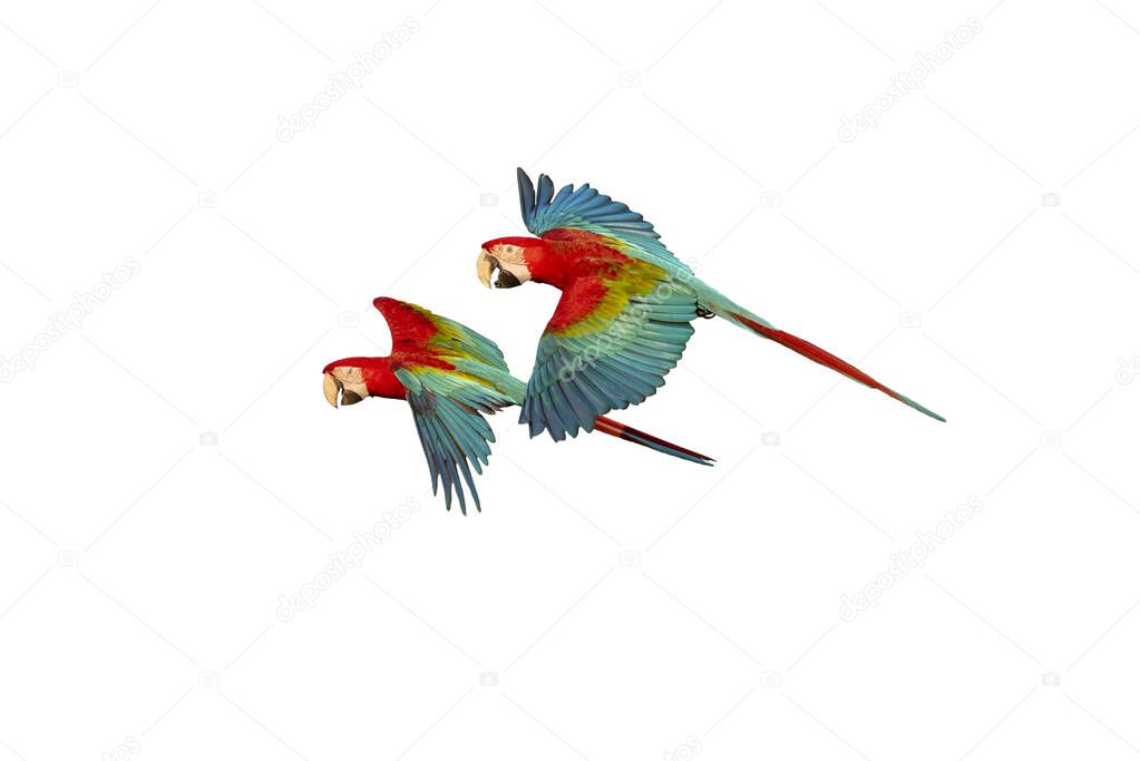 Red and green macaw flying isolated on white background