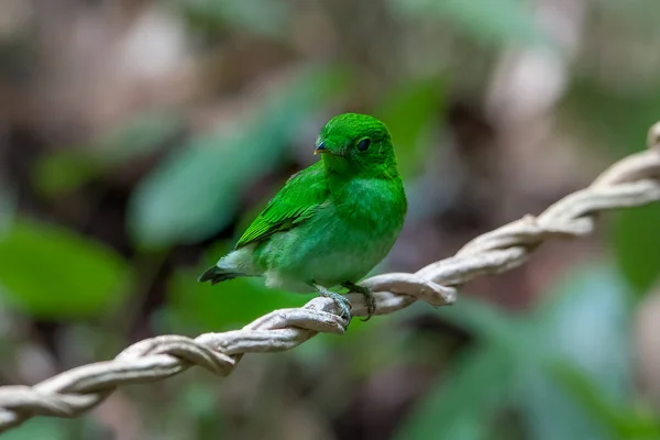 美丽的鸟绿色宽喙栖息在树枝上 — 图库照片