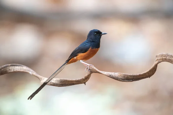 Wit Rumped Shama Een Langstaart Vogel Met Mooie Melodieën — Stockfoto