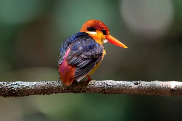 Oriental Dwarf Kingfisher Маленькая Птичка Красивыми Цветами — стоковое фото