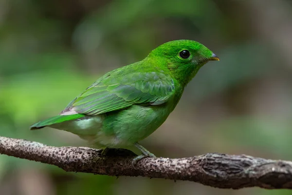 Schöne Vogel Grüne Breitschnabel Hockt Auf Einem Zweig Weibchen — Stockfoto