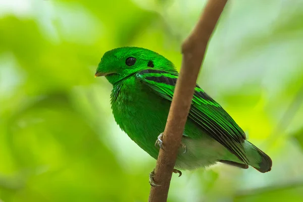 Птица Зеленая Широколистная Сидящая Ветке — стоковое фото