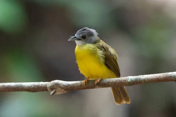 Bulbul Barriga Amarela Pássaro Que Canta Melodiosamente — Fotografia de Stock