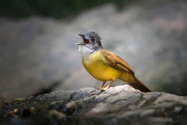 黄腹霸道的小鸟 悠扬的歌唱 — 图库照片