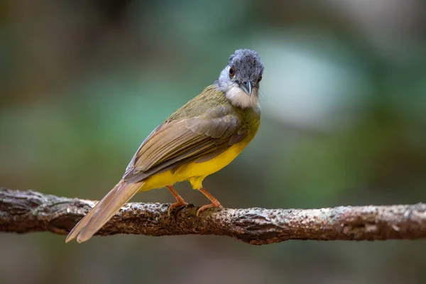 Sarı Göbekli Bulbul, Melodiyle şarkı söyleyen kuş