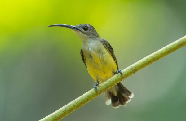 Close Kleine Spiderhunter Kleine Vogel Met Lange Bek — Stockfoto