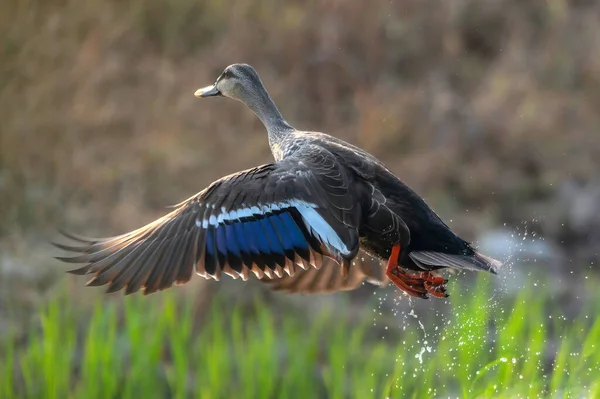Yerli Benekli Ördek Uçuyor