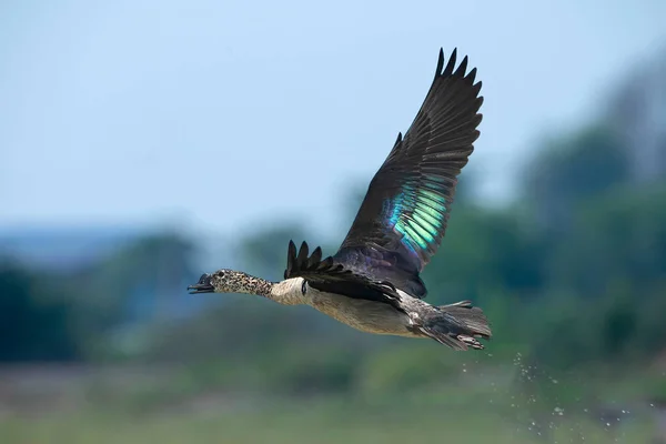 Pato Bico Bico Sarkidiornis Melanotos Voando Sobre Fundo Azulado — Fotografia de Stock