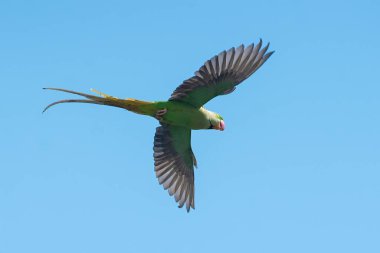 Mavi gökyüzünde uçan Alexandrine muhabbet kuşu