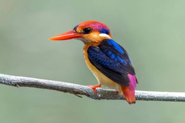 Yakından Doğulu Cüce Kingfisher bir dala tünemiş