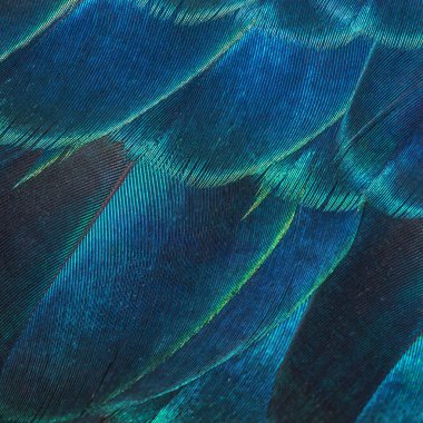 Arka plan için yakın plan tavus kuşu tüyleri, Yeşil Tavuskuşu