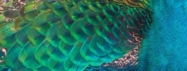 Yakın plan tavus kuşu tüyleri, Mavi Peafowl