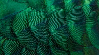 Yakından tavus kuşu tüyleri, Yeşil Peafowl