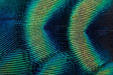 Tavuskuşu tüyleri yakın planda, kuş tüylerinin güzelliği arka planda