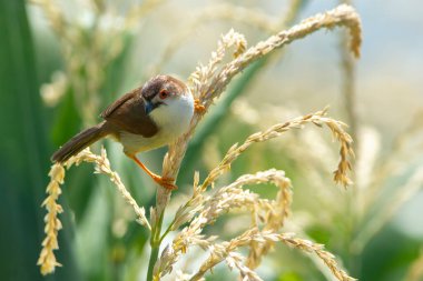 Sarı gözlü geveze mısır çiçeğine tutunuyor.