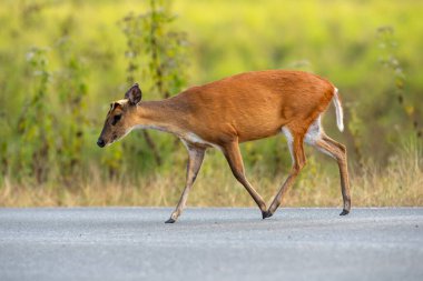 Barking deer walking on a road in a national park clipart