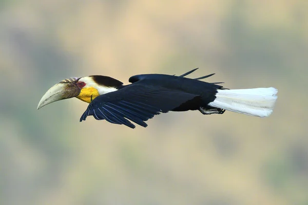 Pic Couronne Serrée Volant Sur Ciel Mâle Plan Niveau Des — Photo