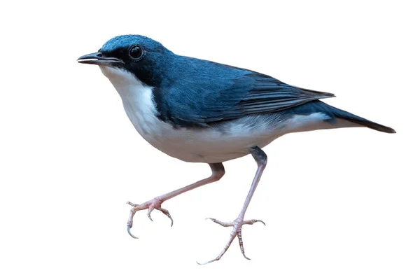 Sibirya mavisi robini beyaz arkaplanda izole edildi