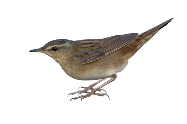 Pallas 'ın Çekirge ötleğeni beyaz arkaplanda izole