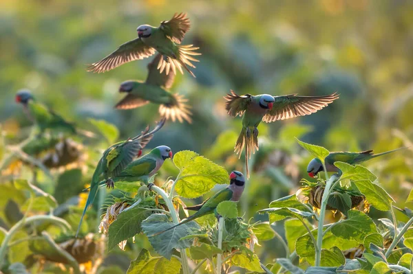 Bir grup papağan sabahları ayçekirdeği yiyor. (Kırmızı göğüslü muhabbet kuşu)