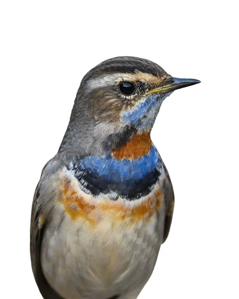 Yakından mavi boğazlı kuş, beyaz sırtında izole edilmiş.