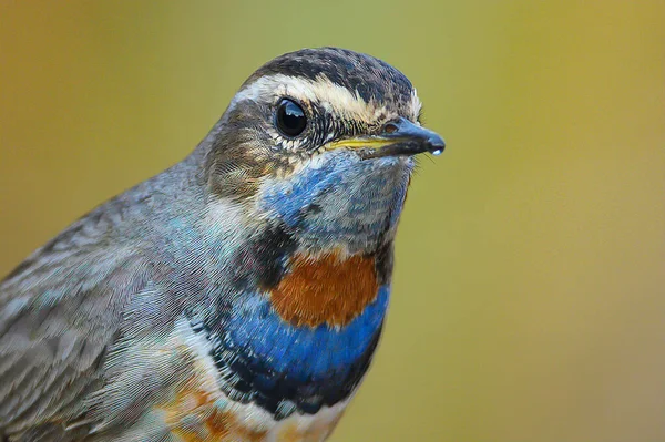 Yakından Bluethroat, boynun renkli kuşu güzeldir..