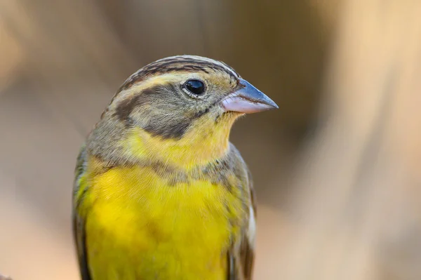 Closeup Yellow Breasted Bunting Birds Yellow Brown Color — Stock Photo, Image