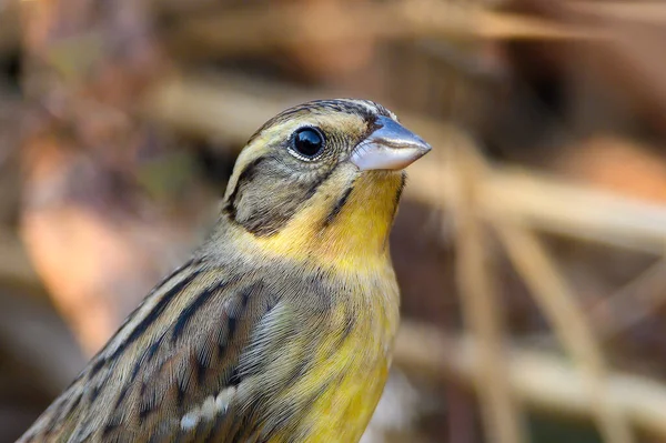 Primo Piano Colore Giallo Petto Bunting Gli Uccelli Sono Colore — Foto Stock