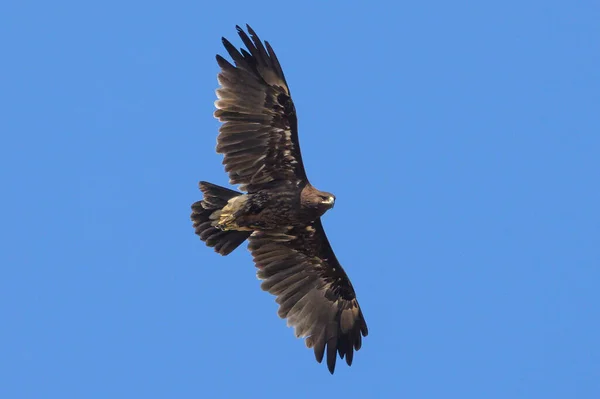 Daha Büyük Benekli Kartal Mavi gökyüzünde uçuyor
