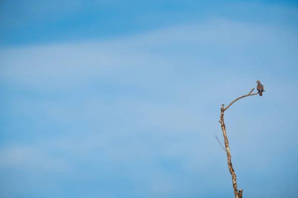 Pták Sedící Větvi Orientální Želva Holubice — Stock fotografie