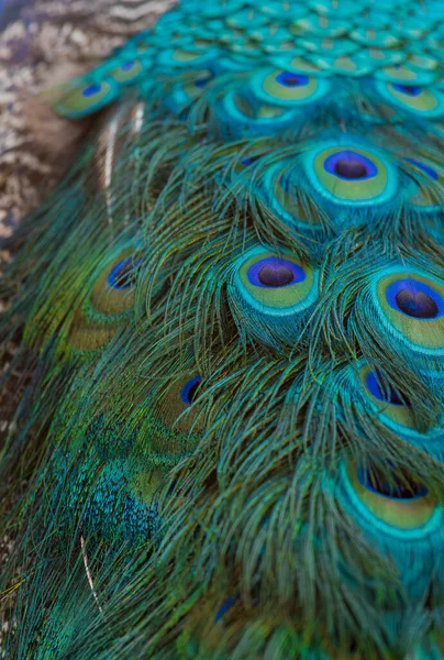 Hint Peafowl tüylerinin inceliği ve güzelliği.