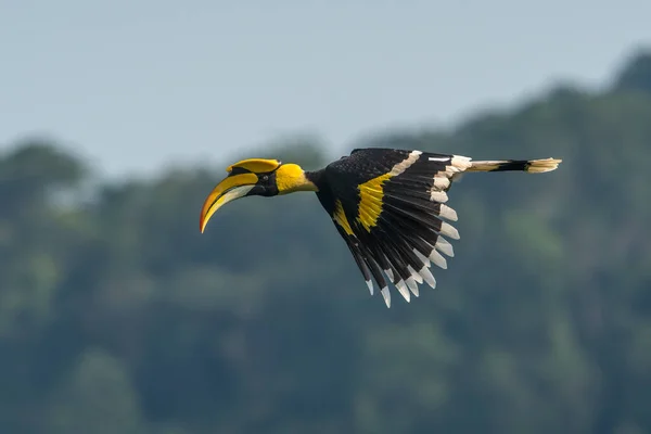 Doğal ormanda uçan büyük boynuz gagası.