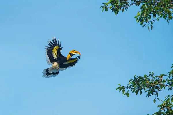 Κοντινό Πλάνο Μεγάλο Hornbill Που Πετά Στον Γαλάζιο Ουρανό — Φωτογραφία Αρχείου