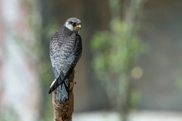 Amur Falcon, Asya 'dan Afrika' ya dünyanın en küçük uçan şahini.