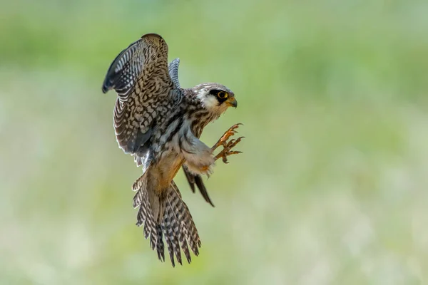 Amur Falcon, the smallest flying hawk in the world From Asia to Africa