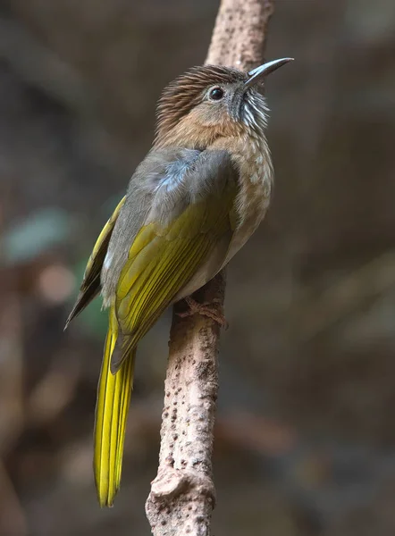 Ashy Bulbul Fågel Med Grön Vingspets Och Stjärt — Stockfoto