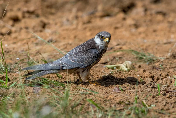 Amur Falcon Kleinste Vliegende Havik Ter Wereld Van Azië Tot — Stockfoto
